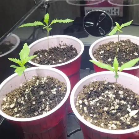 4x Peyote Wi-Fi CBD 2:1