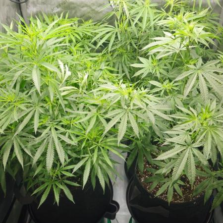 4x Peyote Wi-Fi CBD 2:1