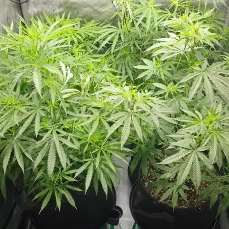 4x Peyote Wi-Fi CBD 2:1