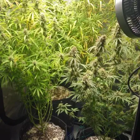 4x Peyote Wi-Fi CBD 2:1
