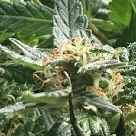 Windowsill Grow - Living Soil Auto Expert GG
