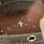 MAC1 Auto VGROW