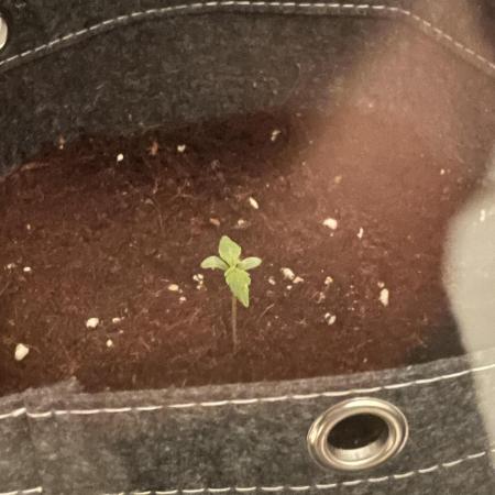 MAC1 Auto VGROW