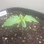 MEDICGROW Dosi Auto