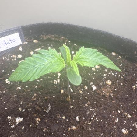 MEDICGROW Dosi Auto