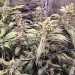 Indoor Mutant Grow Nr.1