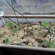 Brothers Grimm Strains & Testers