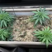 Brothers Grimm Fem Strains & Testers