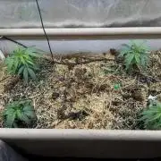 Brothers Grimm Fem Strains & Testers