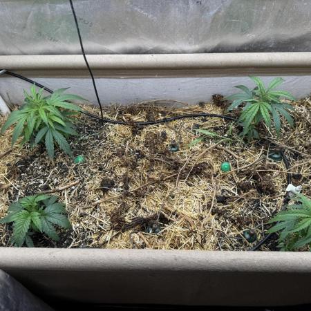 Brothers Grimm Fem Strains & Testers