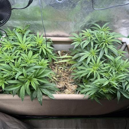 Brothers Grimm Fem Strains & Testers