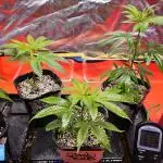 3 Genetics in the tent