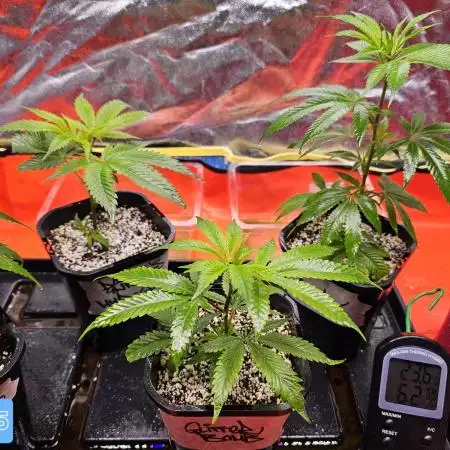 3 Genetics in the tent