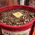 First time Autoflower indoor
