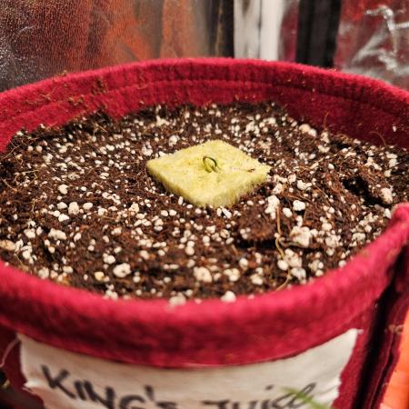 First time Autoflower indoor