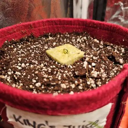 First time Autoflower indoor