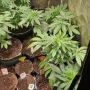 Original senieble seeds 2026
