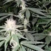 Zammigrow2026