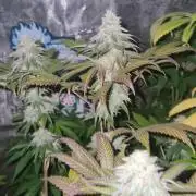 Original sensible seeds 2026