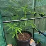 ZAMMIGROW2024