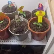 Original sensible seeds