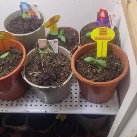 Original sensible seeds