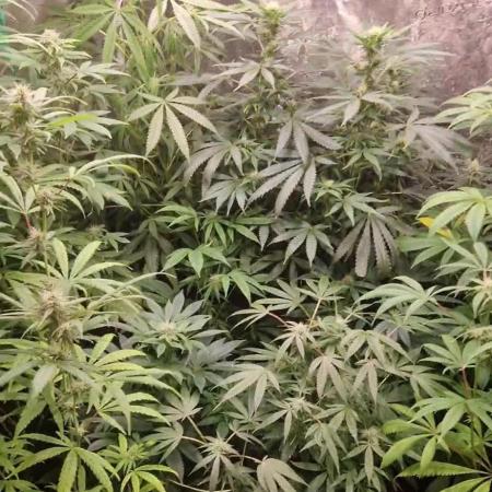 Pure skunk kannabia