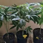 Original sensible seeds