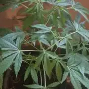 Kannabia zoap