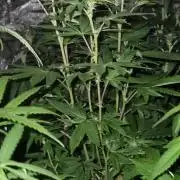Pure skunk kannabia