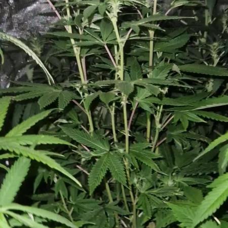 Pure skunk kannabia