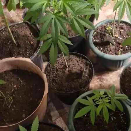 ZAMMIGROW2024
