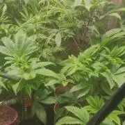 Original sensible seeds