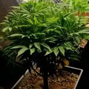 Sweet seeds winter run