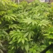 Original sensible seeds