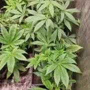 Original sensible seeds