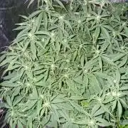 Sweet seeds winter run