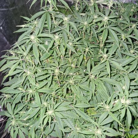 Sweet seeds winter run