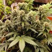 Candy cream  go fast kannabia