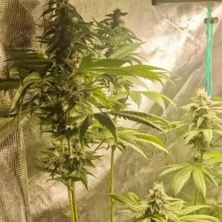 ZAMMIGROW2024