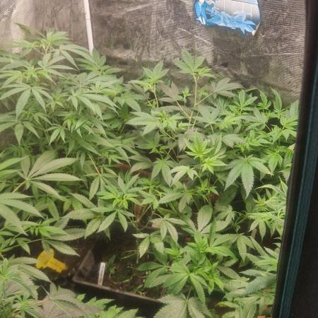 Zammigrow2026