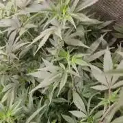 OSS2026