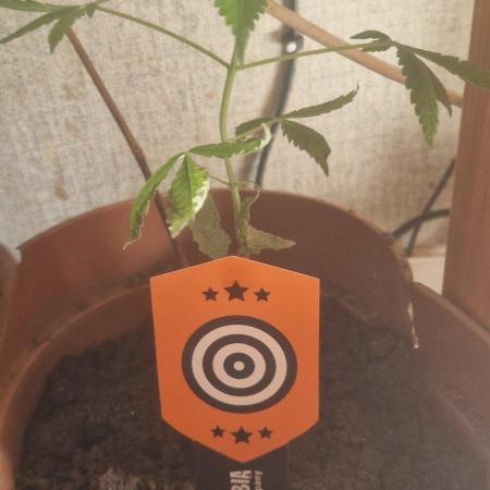 Kannabia  K-Haze