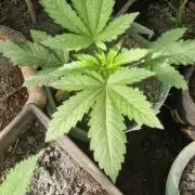 Melonade k