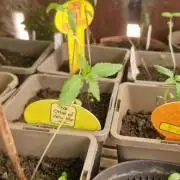 Original senieble seeds 2026