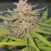 Candy cream  go fast kannabia