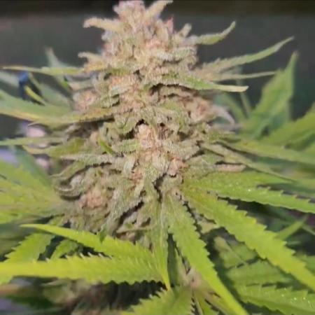 Candy cream  go fast kannabia