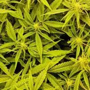 A-Haze go fast