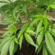 Original senieble seeds 2026
