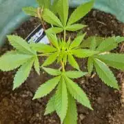 Kannabia zoap